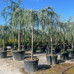 Céder atlantský (Cedrus atlantica) ´GLAUCA PENDULA´ výška: 200-250 cm, obvod kmeňa 18/20 cm, C130L (-23°C)